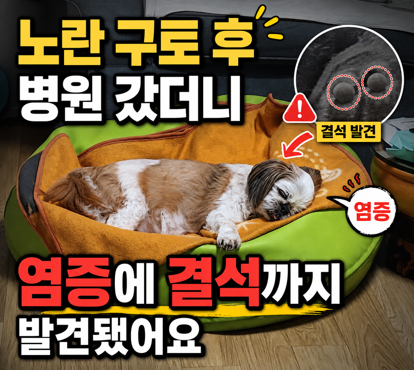 별이 병원 다녀온 후 집에서 쉬고 있는 모습