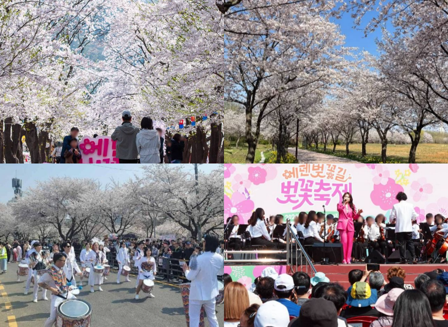 벚꽃 축제 유명한 곳