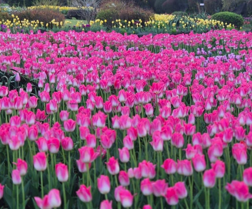 벽초지수목원에서 만나는 파주 봄꽃 튤립 축제 총정리