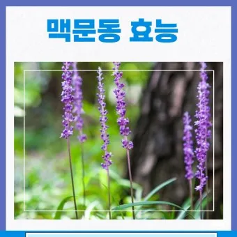맥문동차 효능 5가지 부작용 주의사항_15