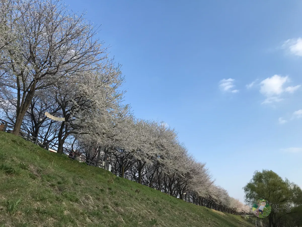 갈산공원-벚꽃-풍경-8