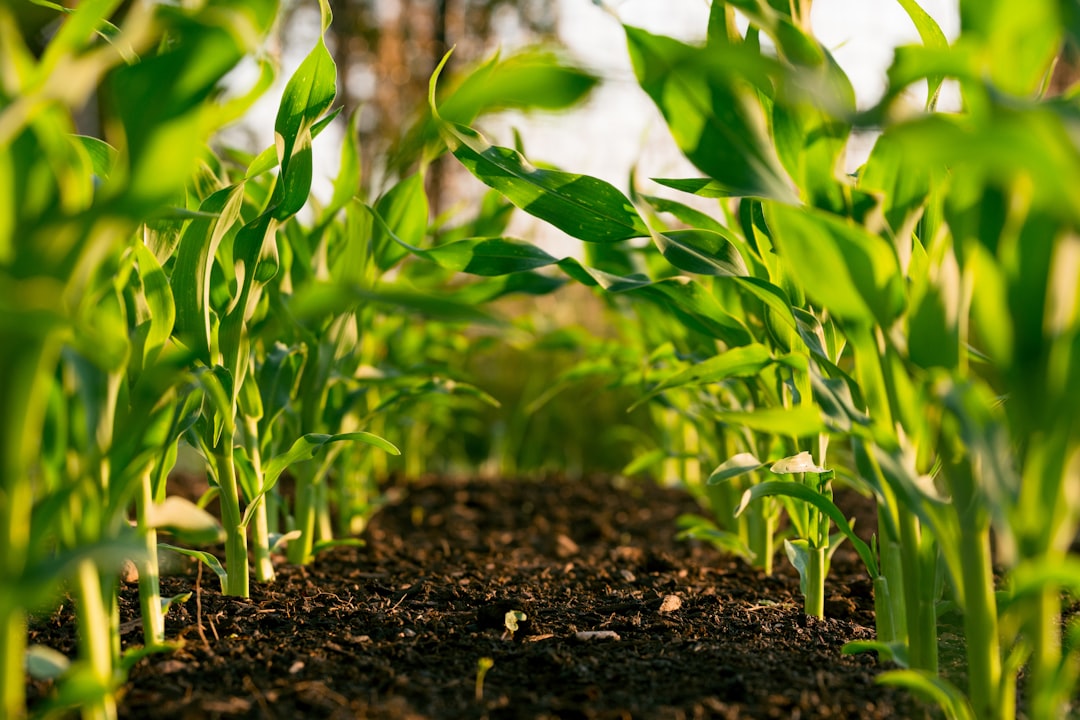 corn