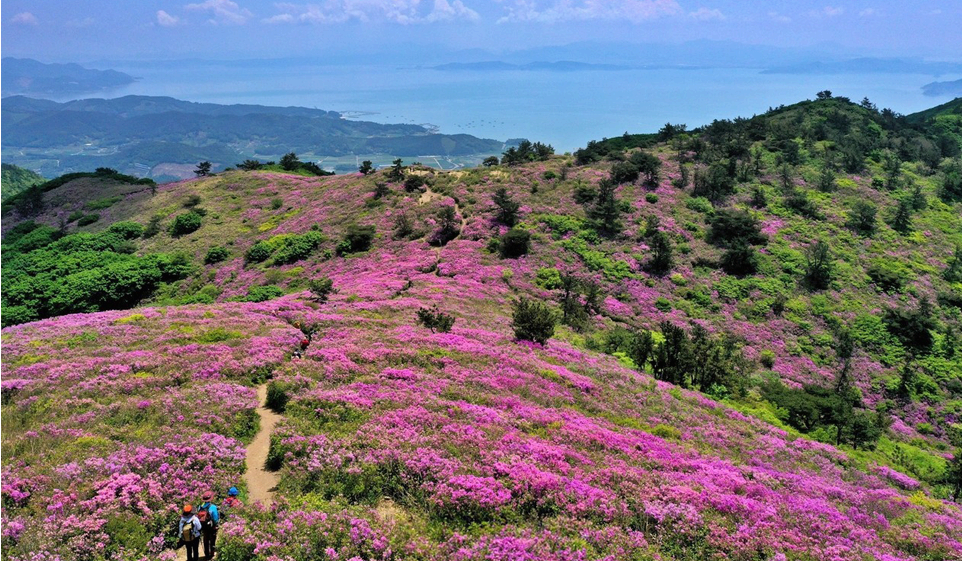 [5월 축제]2025 일림산철쭉문화행사❘전남 보성철쭉축제 기간, 일정, 프로그램, 셔틀 정리