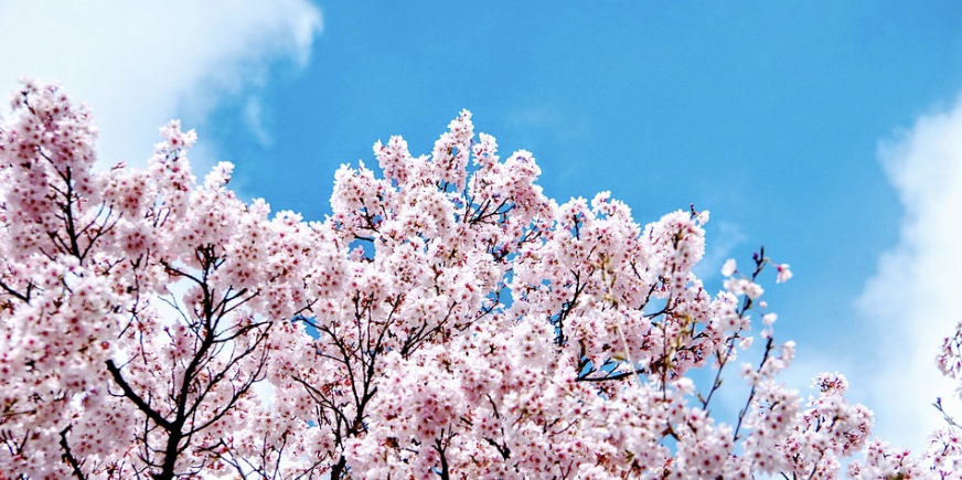 진해 벚꽃 차박 관련사진