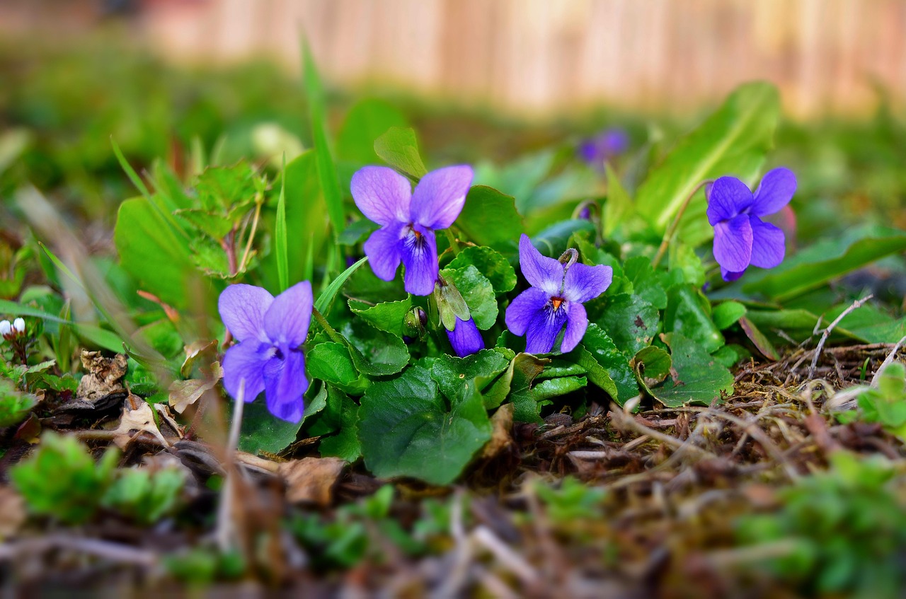제비꽃(Violet)