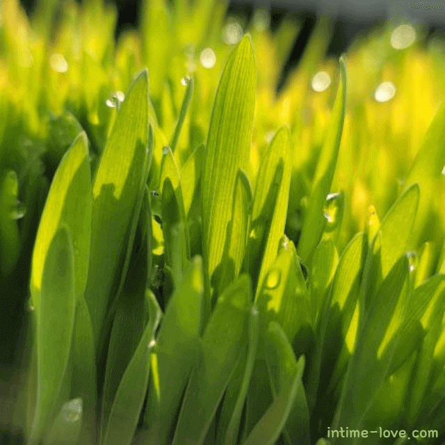 노화 예방에 좋은 보리순