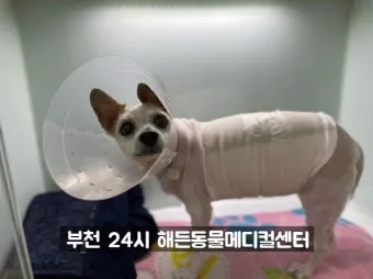 강아지 췌장암 증상 진단 치료법 안내_8