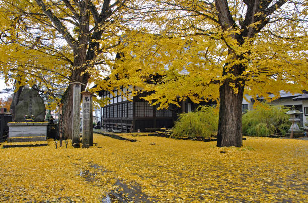 The Top 6 Wonder Locations&#44; Tokyo&#39;s Autumn Leaf Viewing