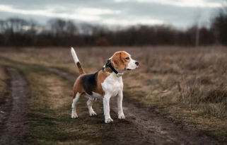 비글/출처:어도비스톡