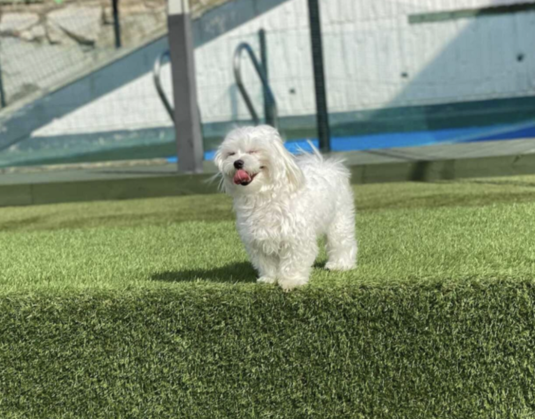 강아지-유치원-비용