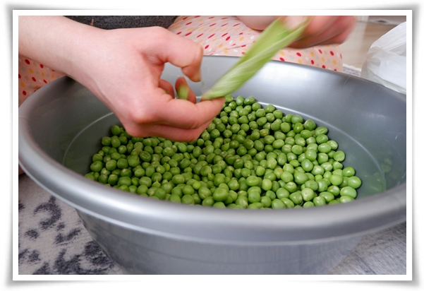 &quot;10월 하순, 완두콩 심어보세요!&quot; 겨울을 이겨낸 완두콩 건강한 영양소 듬뿍!