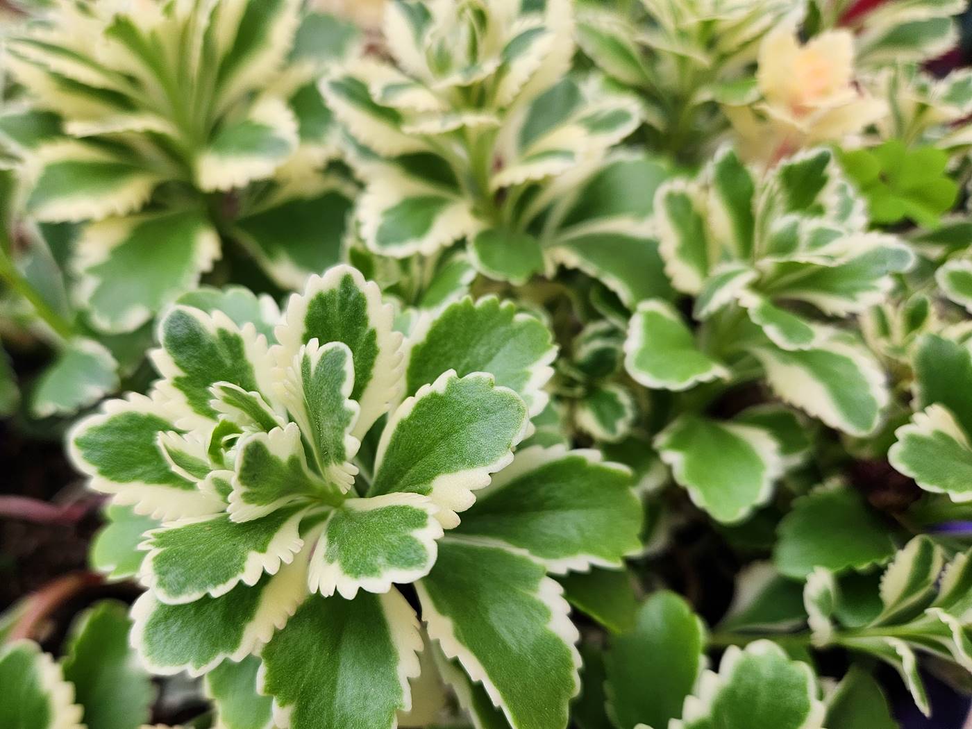 무늬섬기린초 (섬기린초 아틀란티스)