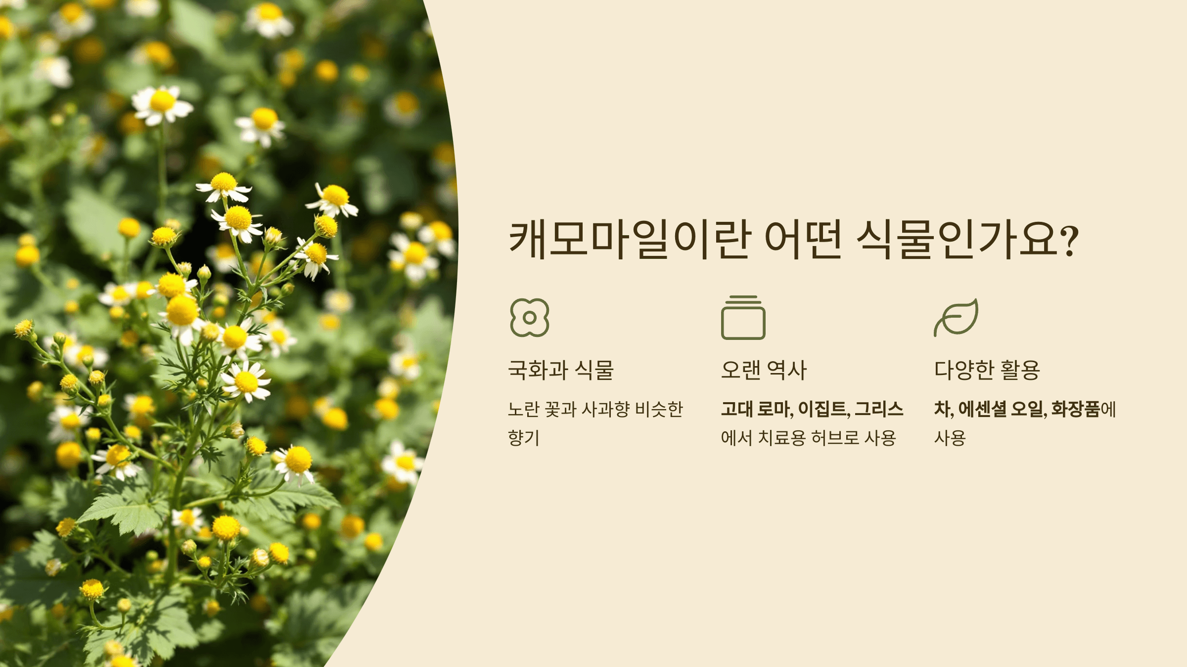 캐모마일차 사진입니다.