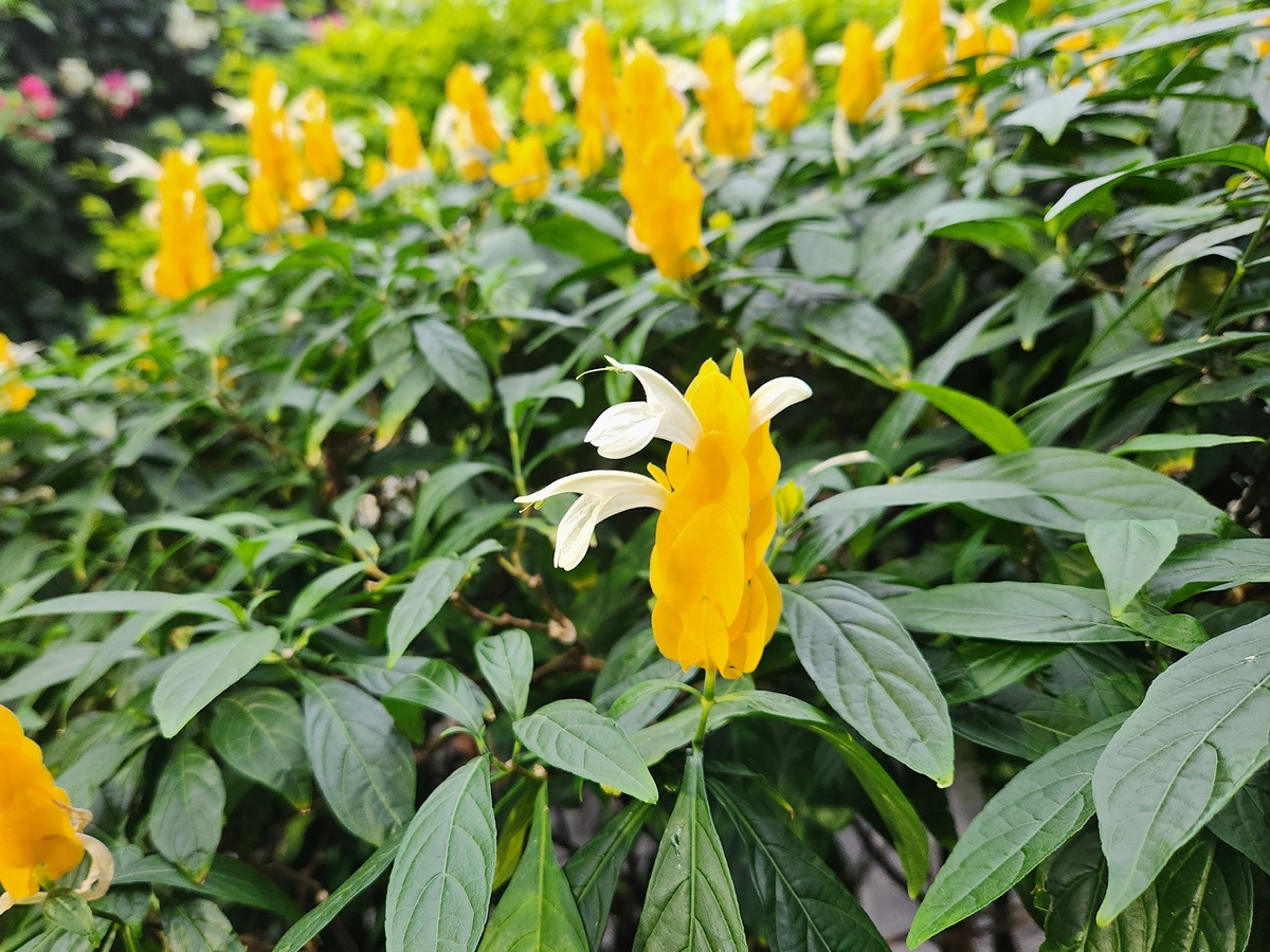 노랑새우풀(황금새우초)