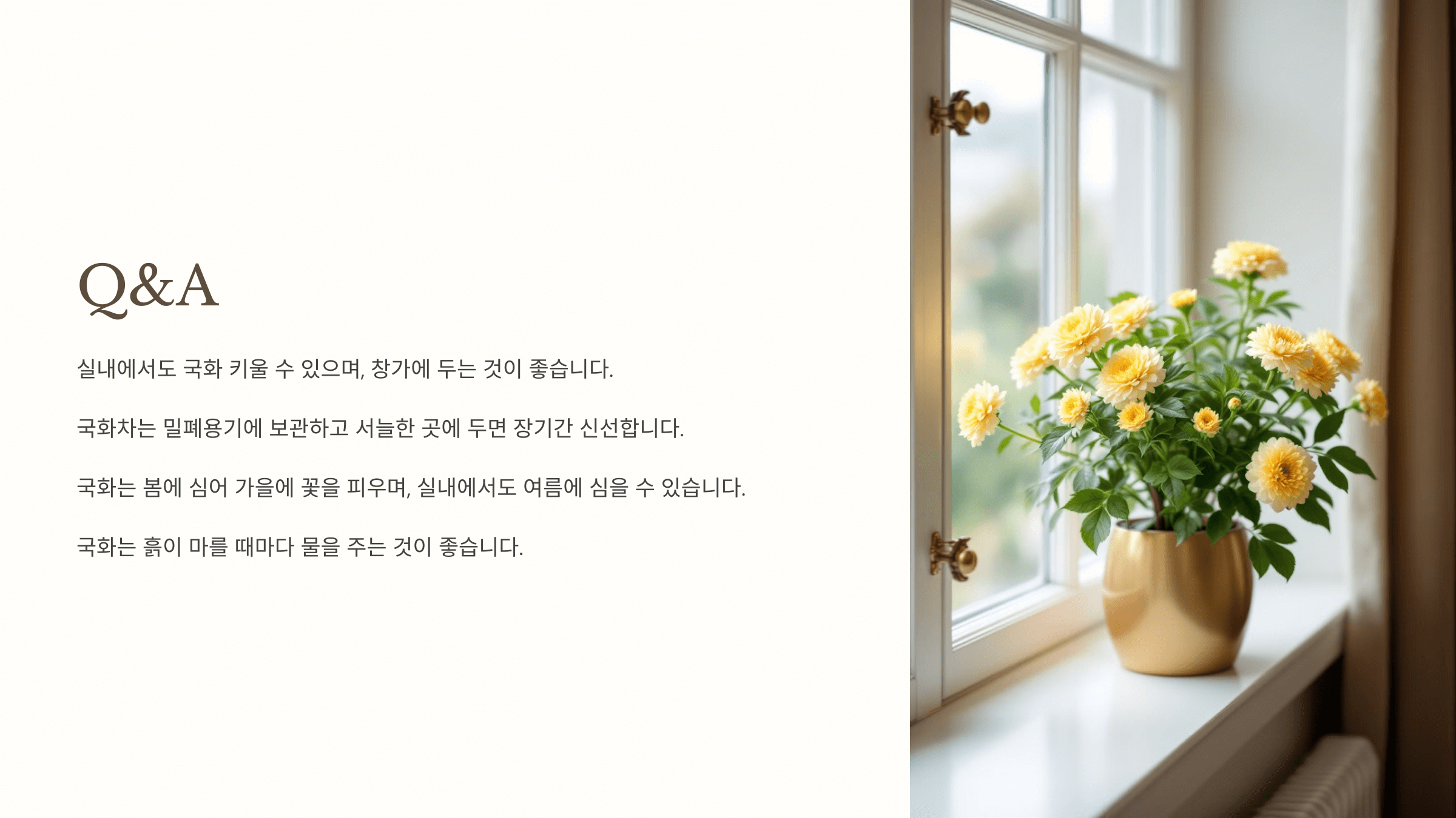 국화꽃과 관련된 사진입니다.