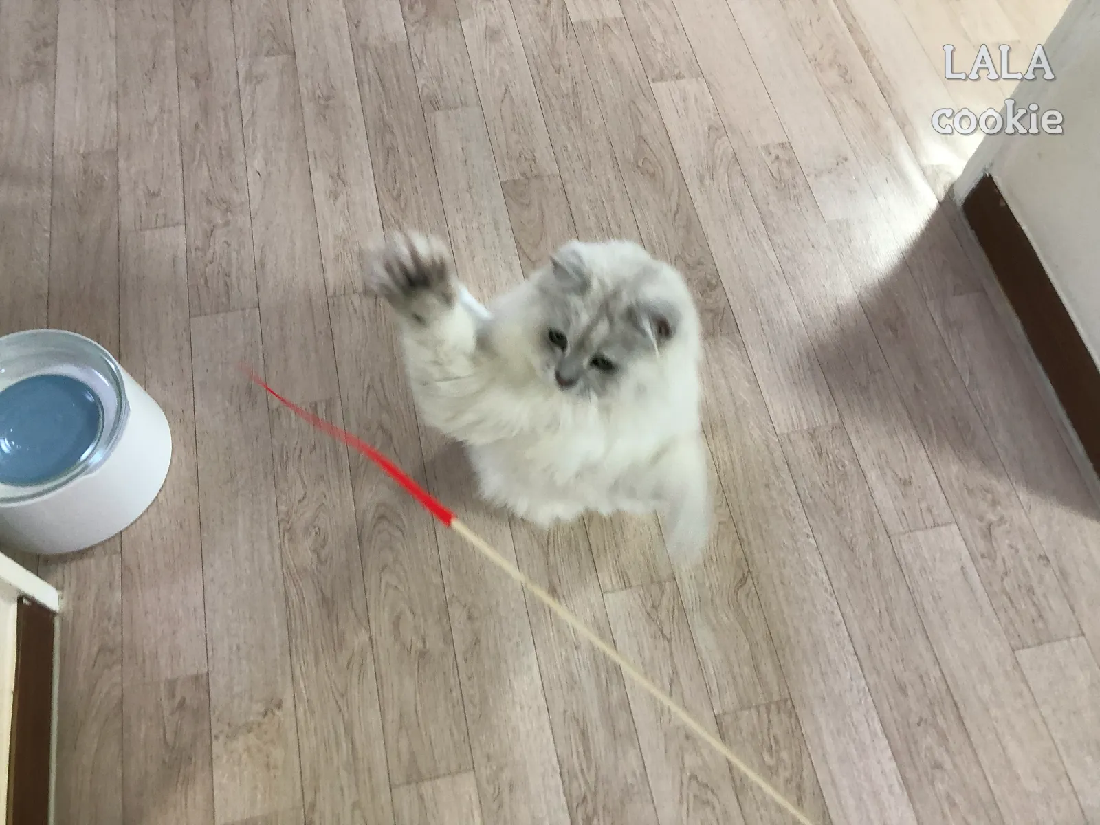 고양이-장난감-쥐꼬리-신난-고양이