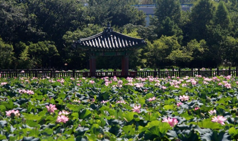 전주-벚꽃-명소