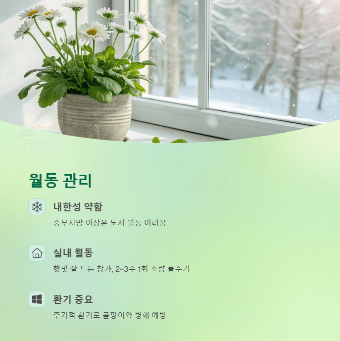 마가렛 꽃 월동
