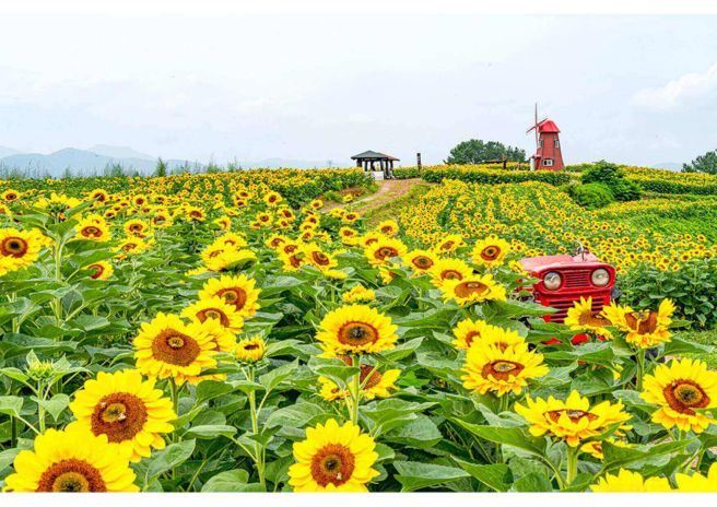 해바라기