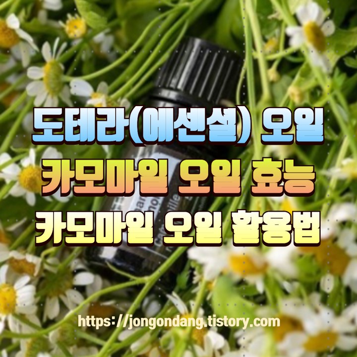 도테라(에센셜) 오일, 로만 카모마일(캐모마일) 오일 효능 및 활용법 이미지
