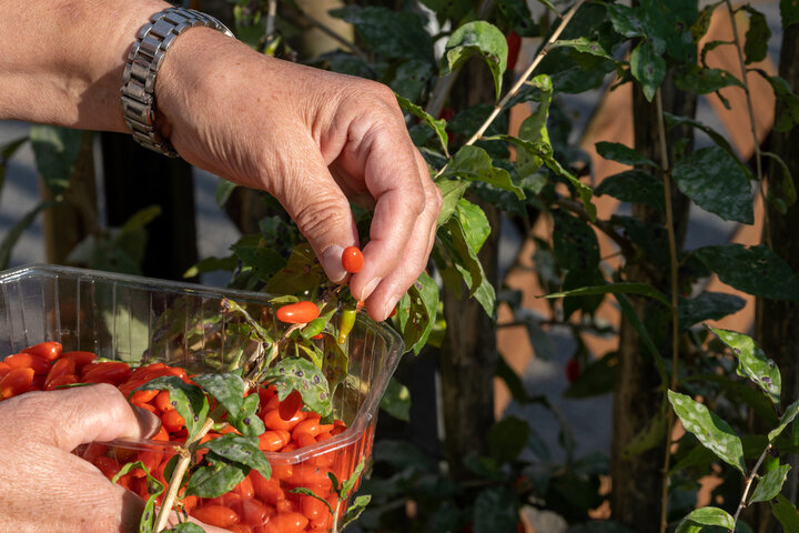 구기자 효능, 섭취법 총정리