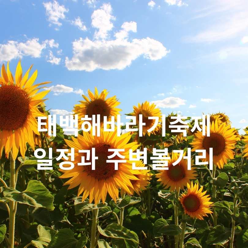 2025 강원도 태백 해바라기 축제 정보, 태백 여행 꿀팁
