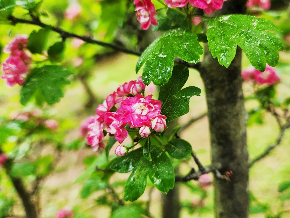 홍화산사나무(서양산사나무)