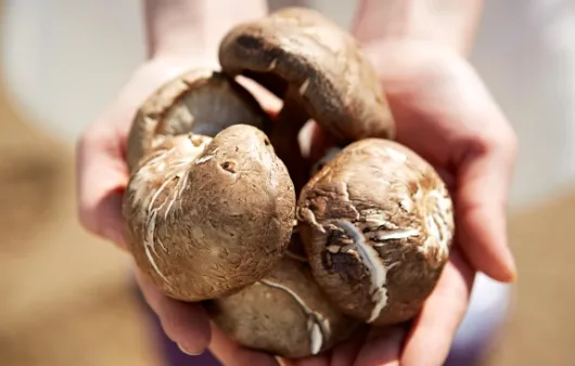 표고버섯 효능_7