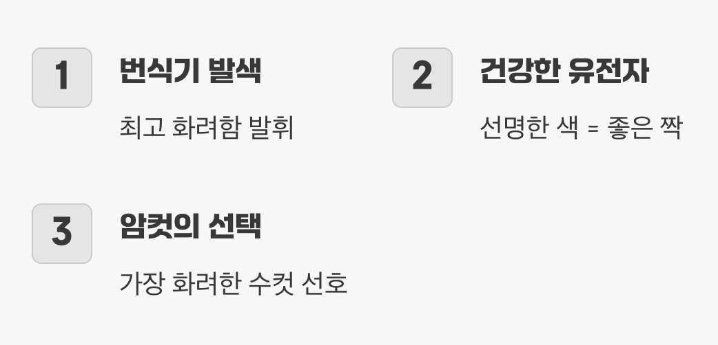 최고의 신랑감을 찾아서, 사랑의 세레나데