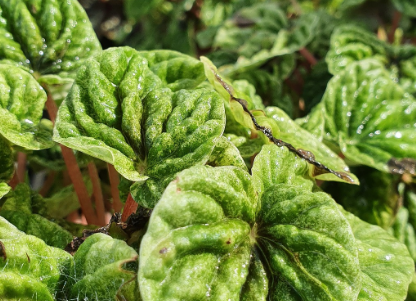 식물 증식하기 실내용 열대 식물 페페로미아 마르모라타