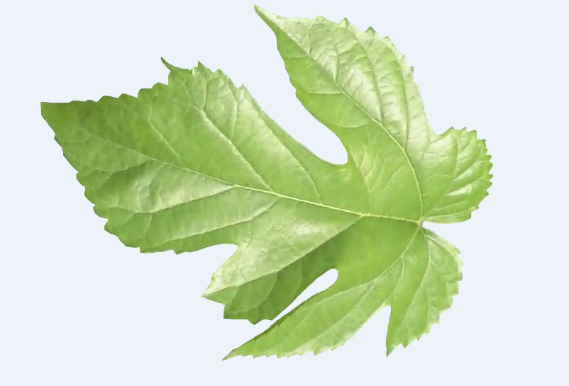 5월 제철 뽕잎나물의 효능과 요리법 총정리