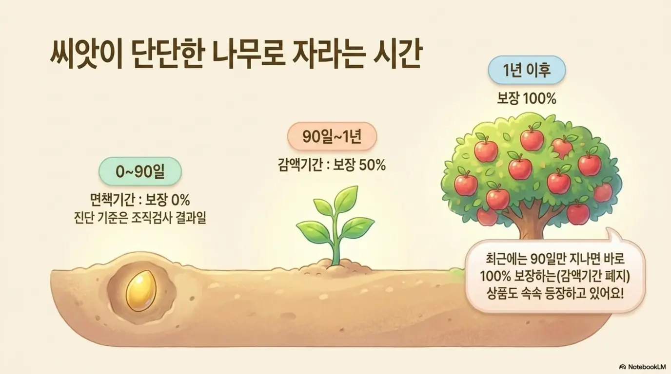 암보험 가입시 주의사항: 씨앗에서 새싹을 거쳐 사과나무로 자라는 과정으로 면책기간 0~90일 보장 0%와 감액기간 90일~1년 보장 50% 그리고 1년 이후 보장 100%를 표현한 일러스트. 최근 감액기간 없이 90일만 지나면 100% 보장하는 상품이 등장하고 있다는 안내도 포함됨 