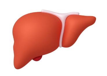 간수치가 높으면 나타나는 증상, 올라가는 이유, 간수치 정상범위 총정리 (2024ver)