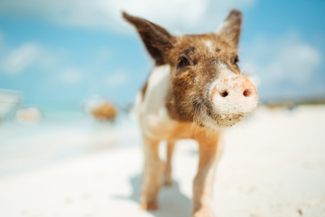 Pig