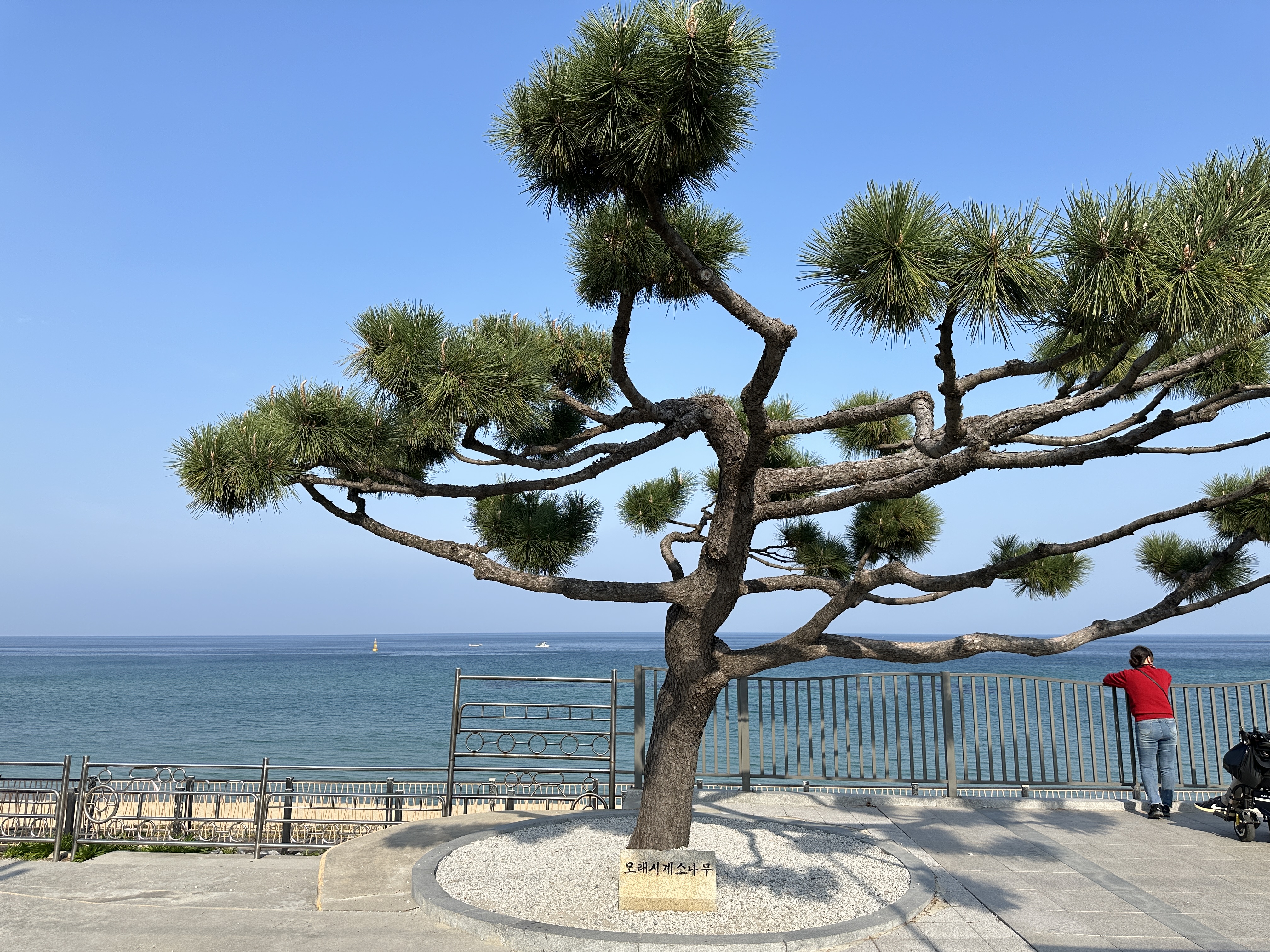 모래시계 소나무