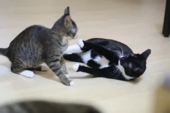집고양이 vs 길고양이 평균 수명 차이 심층 분석_20