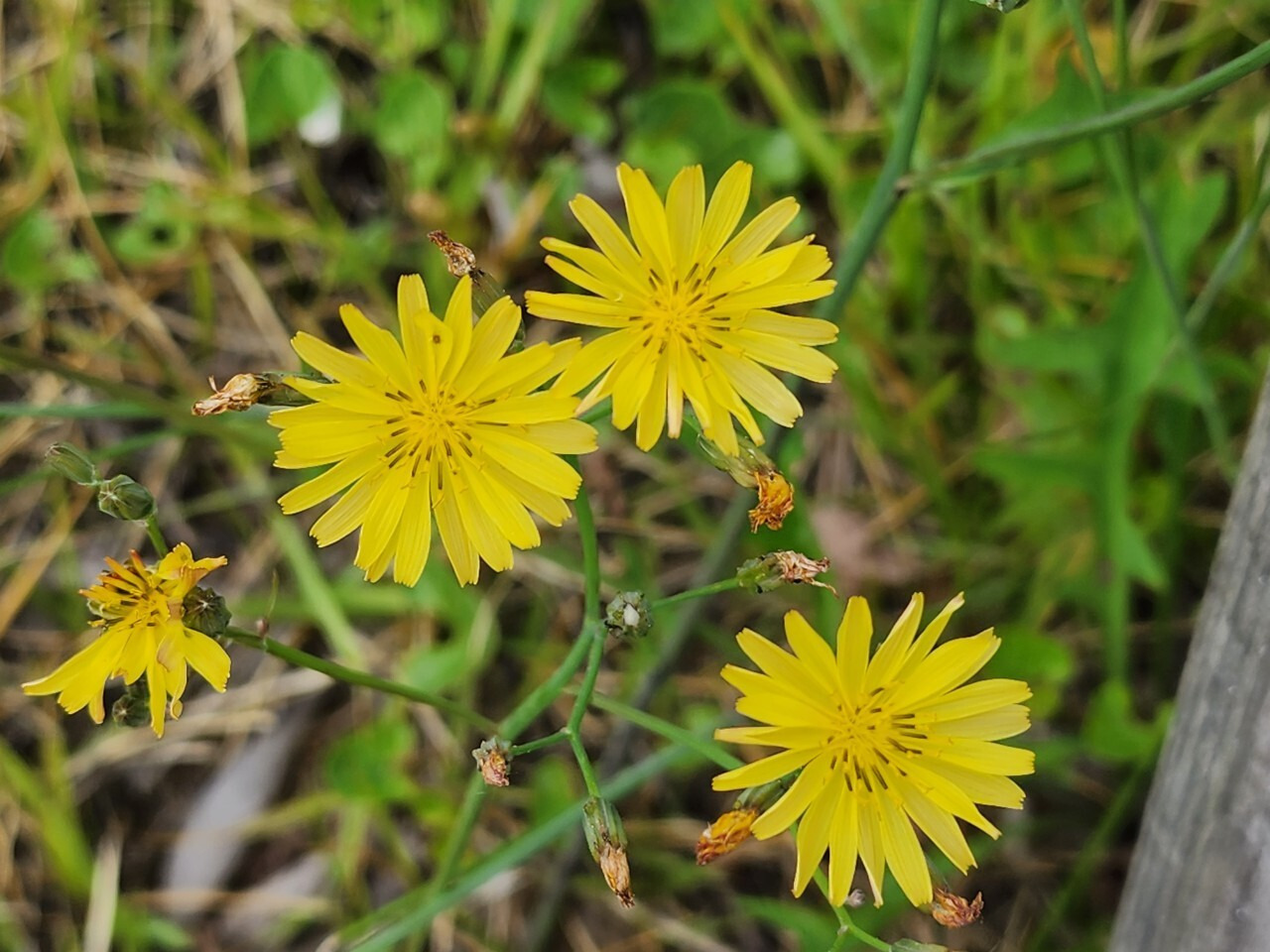 노랑선 씀바귀 고들빼기 구분 냉이 민들레 뽀리뱅이 차이점