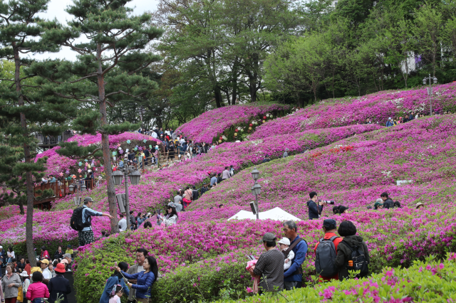 군포 철쭉 축제
