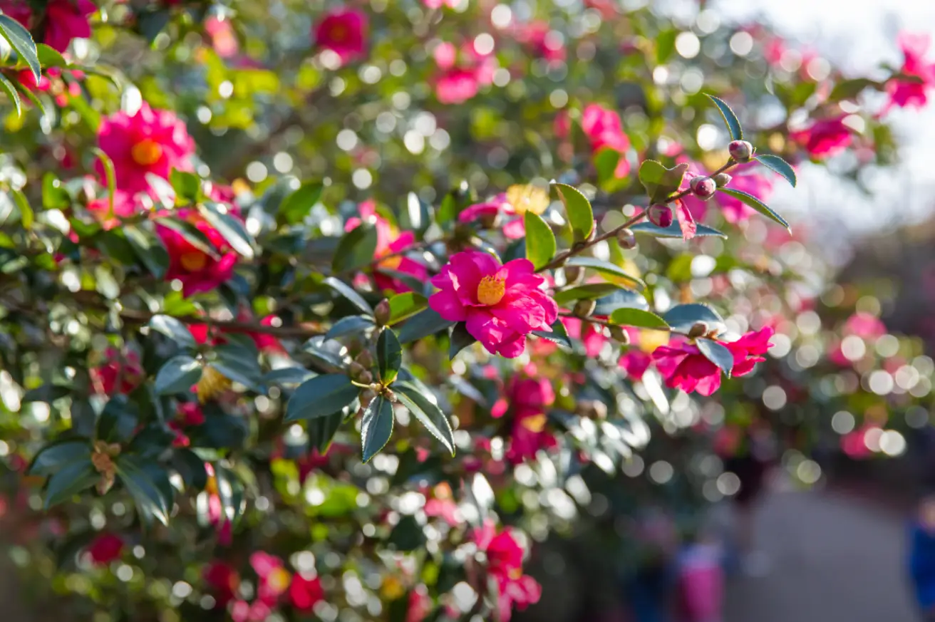제주-카멜리아힐-동백꽃-나무