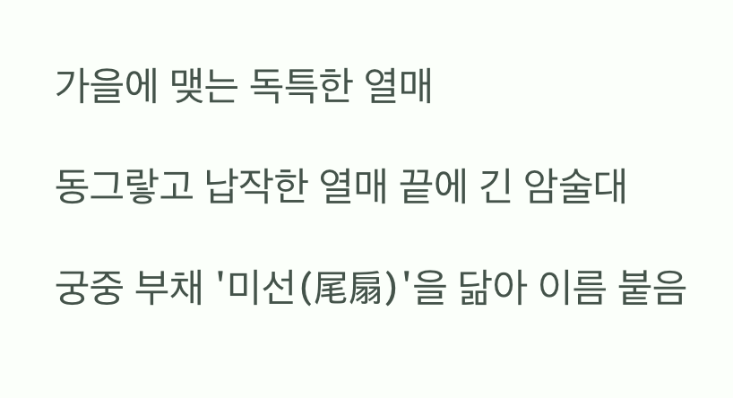 이름의 비밀&amp;#44; &amp;#39;아름다운 꼬리 부채&amp;#39; 열매