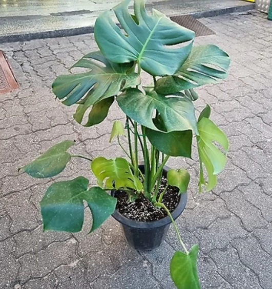 몬스테라
