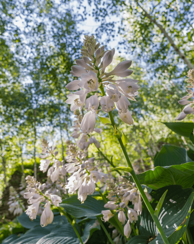 화담숲 모노레일 가격