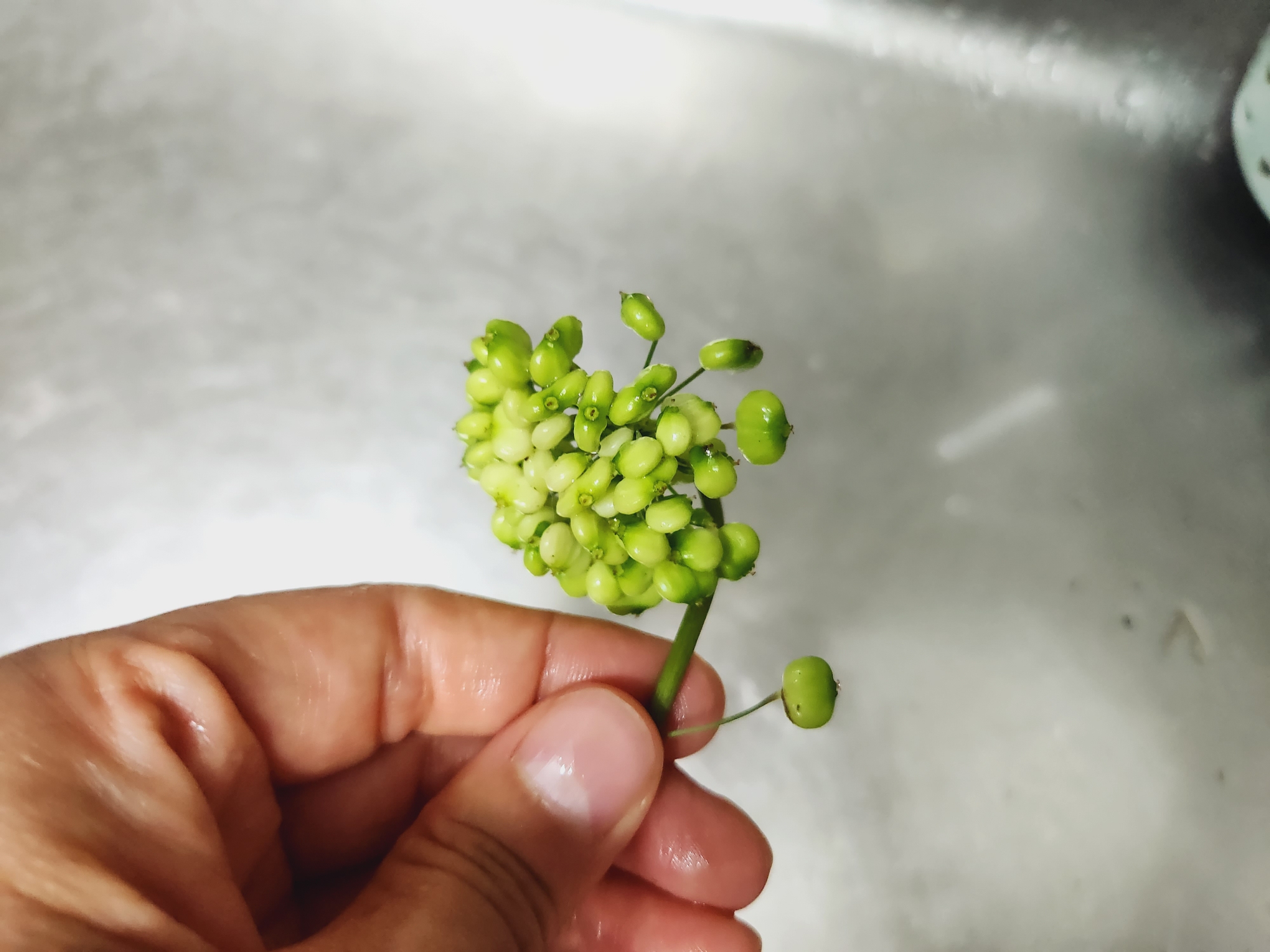 산양삼 먹는방법 효능 장뇌삼 차이는?