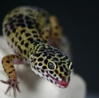 레오파드게코 vs 비어디드래곤 차이점