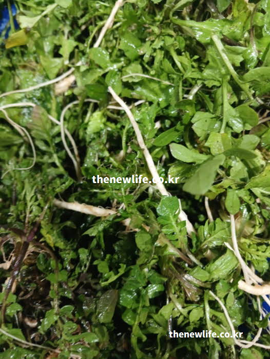 냉이 효능의 성질과 제철 시기를 담은 실사진