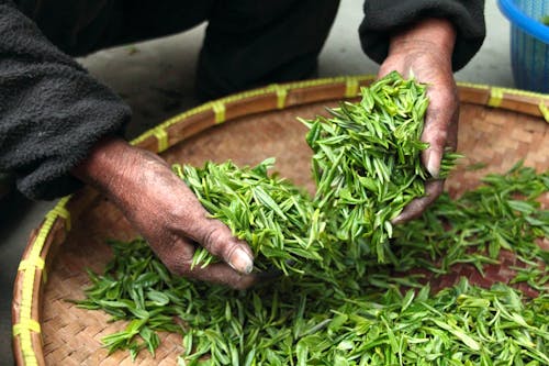 🌿 &amp;quot;처음 시작하는 건강한 차 생활! 쉽고 맛있게 즐기는 방법&amp;quot;