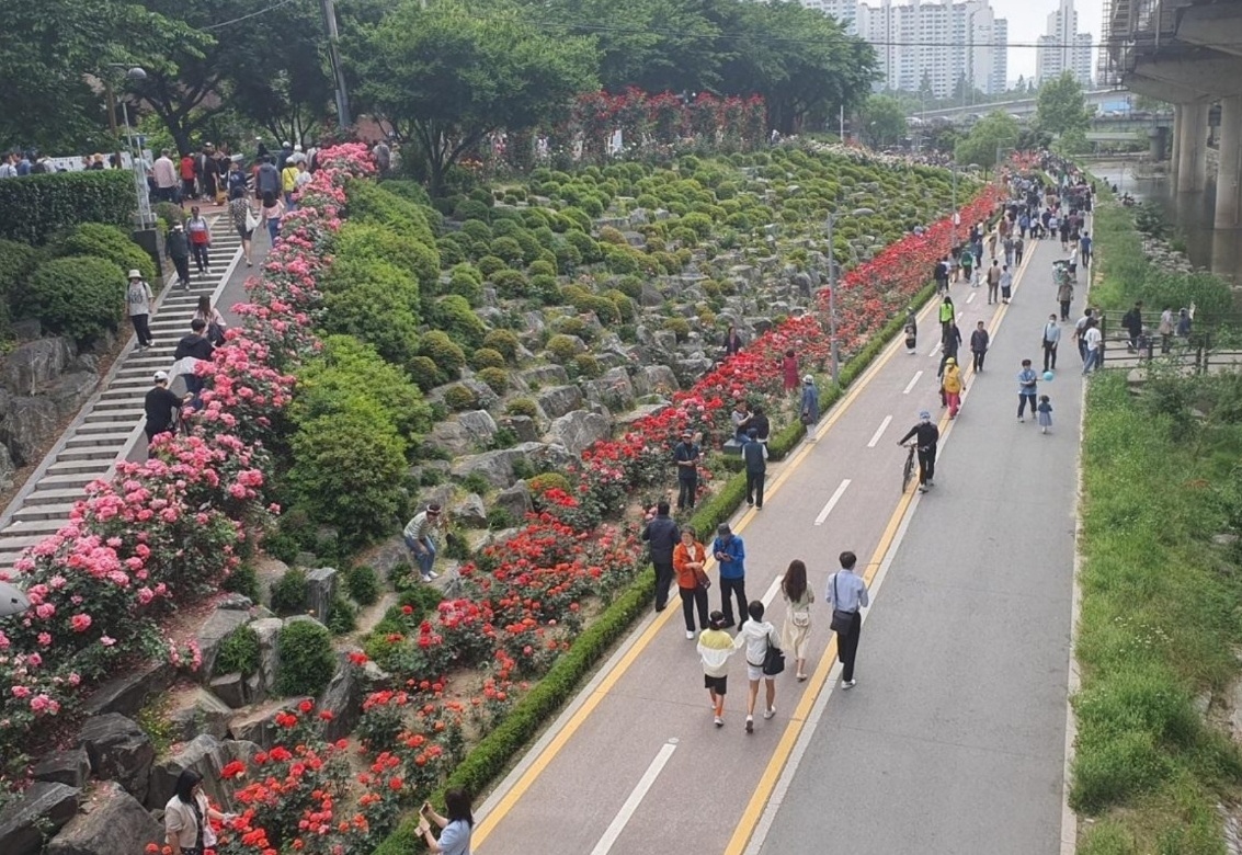 서울 장미 축제 이미지