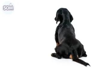 강아지 엉덩이 들이미는 이유 애정표현인지_14