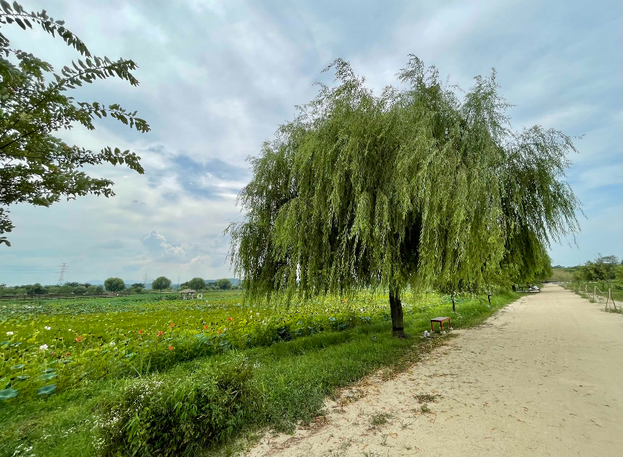 합덕제 수변공원
