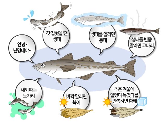 명태